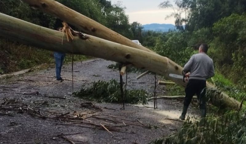 Secretaria de Agricultura efetua remoção de árvores nas Linhas São Miguel e Ernesto Alves em Guaporé Ação garante a desobstrução e melhora as condições de tráfego nas estradas vicinais